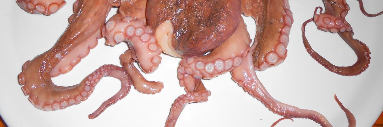 Pulpo crudo entero