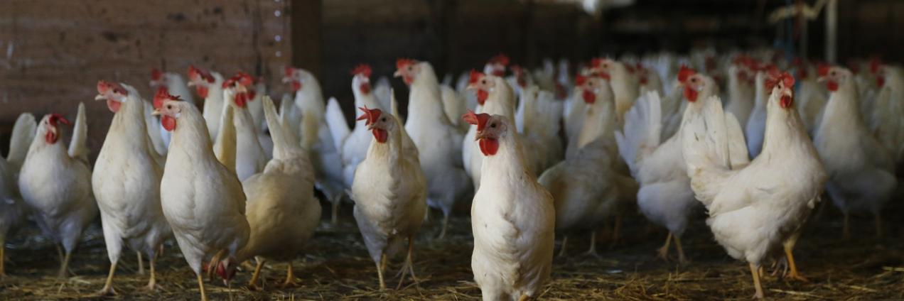Varias gallinas vivas sueltas