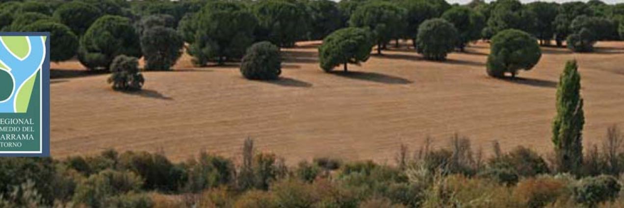 Paisaje de dehesas y pinares de pino piñonero en la Senda de Brunete al río Guadarrama