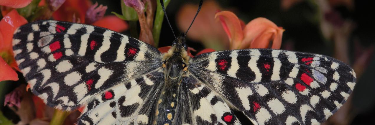 Mariposa Zerynthia rumina