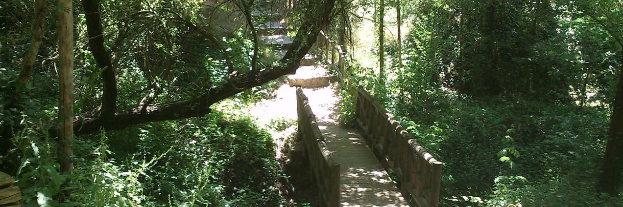 bosque