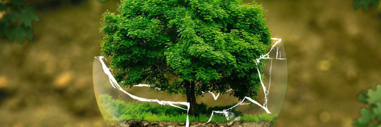 Etiqueta ecológica