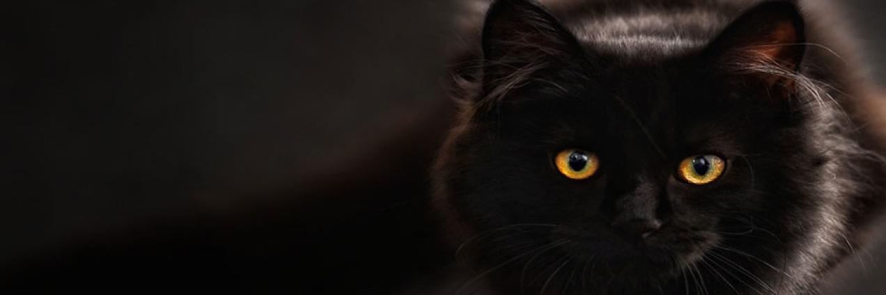 gato