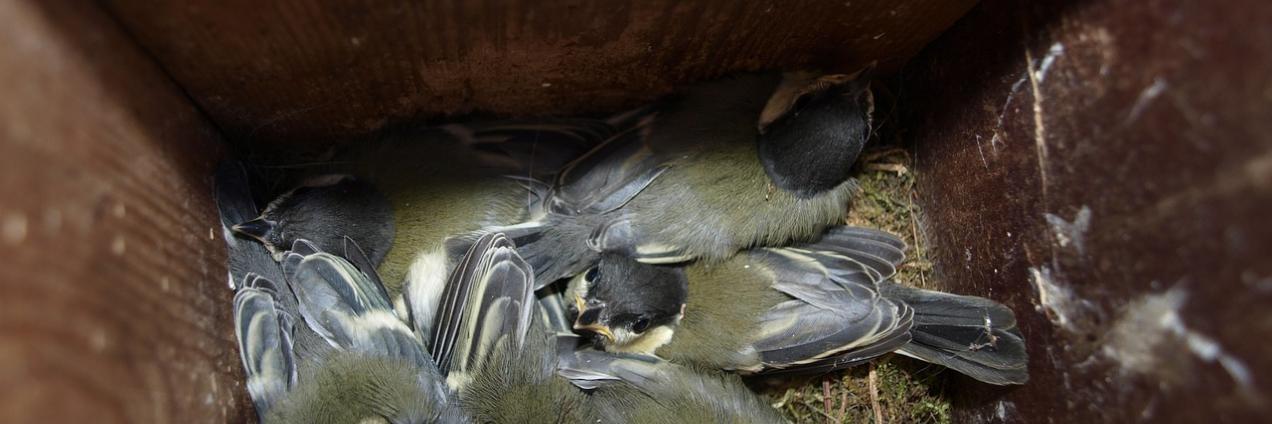 Crías de pájaro en caja nido
