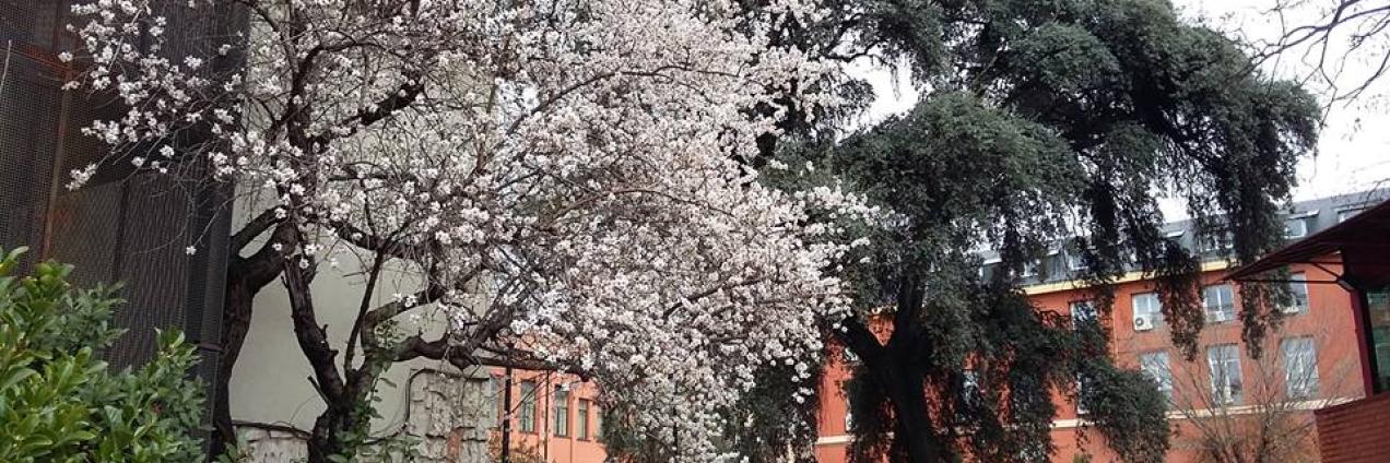Árboles de la calle Amaniel en Madrid con la fachada del conservatorio de fondo