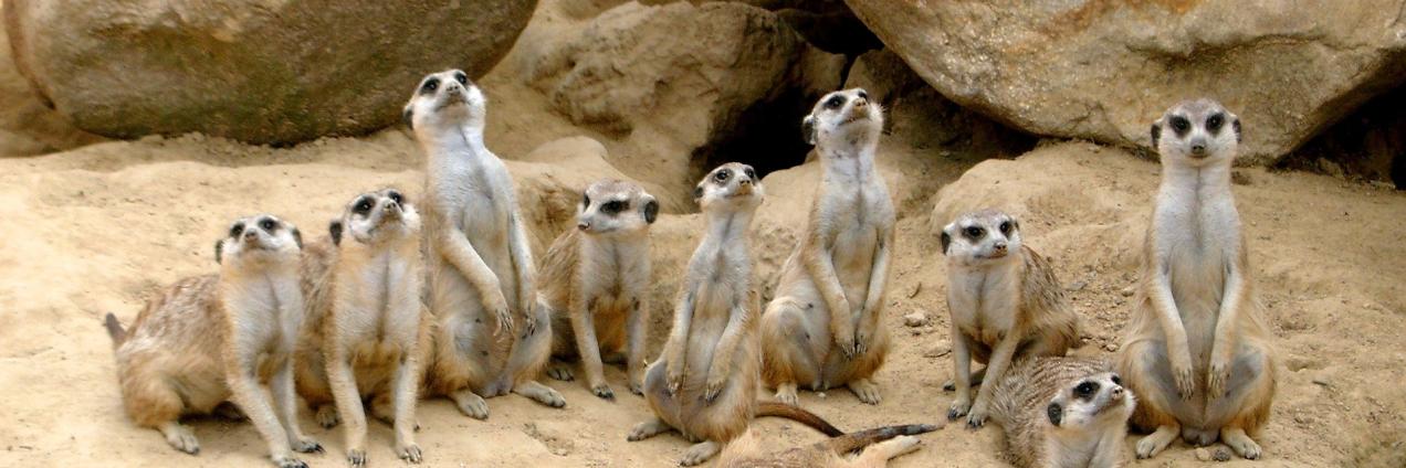 Grupo de suricatos en fila vigilando