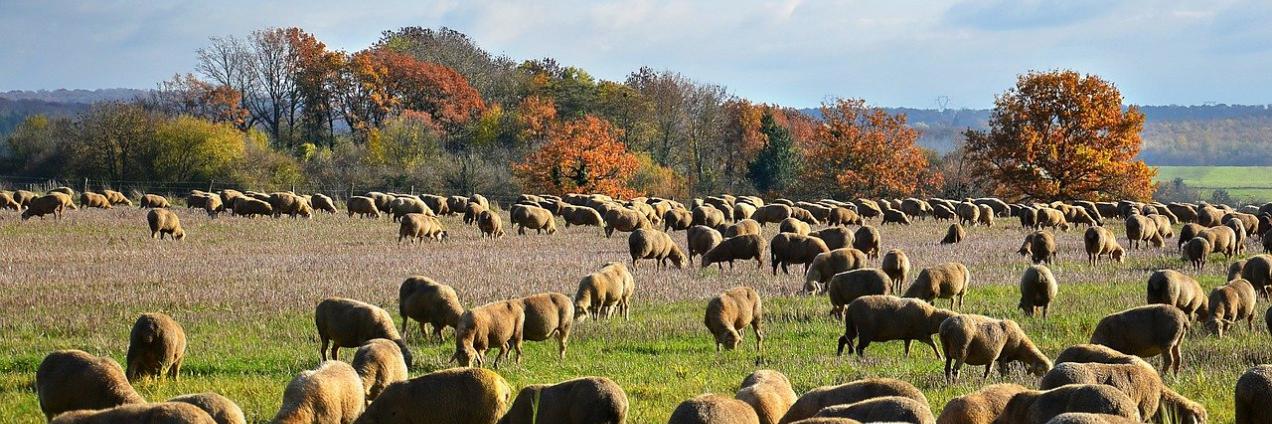 Ovejas pastando en el campo