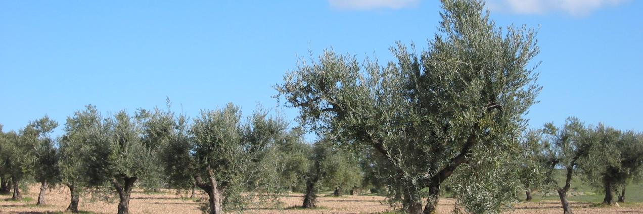 olivos en hilera
