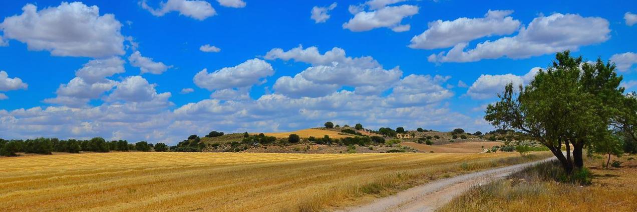Campo cerealista