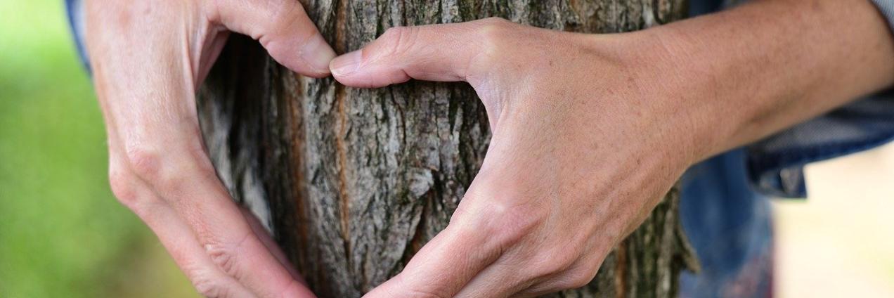 Foto árbol corazón