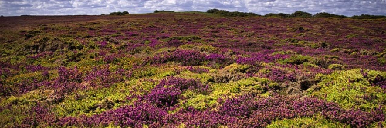 Campo de brezo