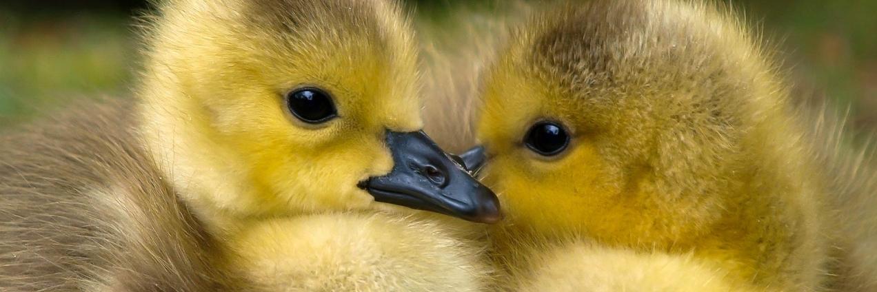 Dos patitos uno frente a otro