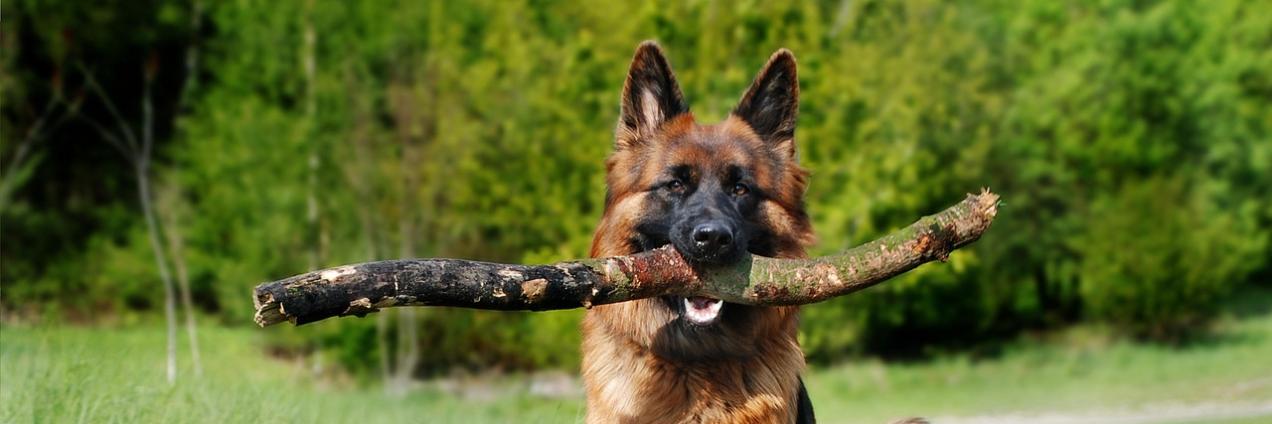Perro grande mordiendo rama y cachorro