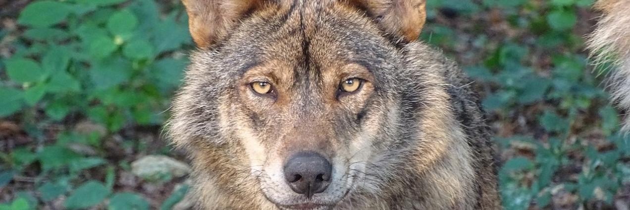 Foto lobo