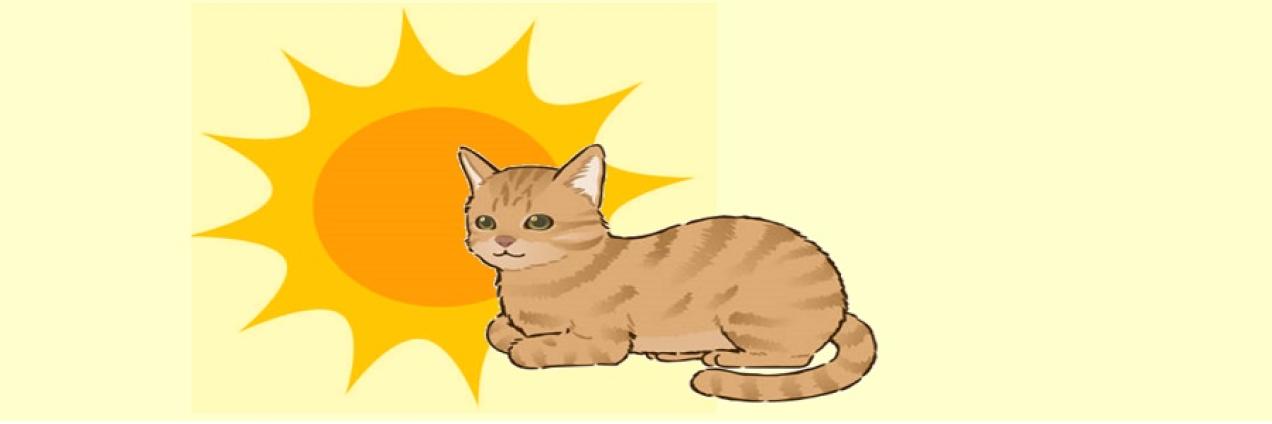 Gato sol