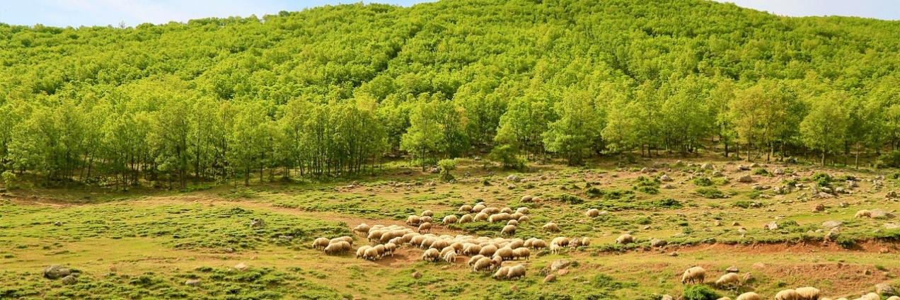 campo con ovejas