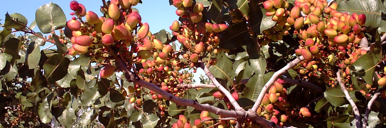 Pistachos en árbol
