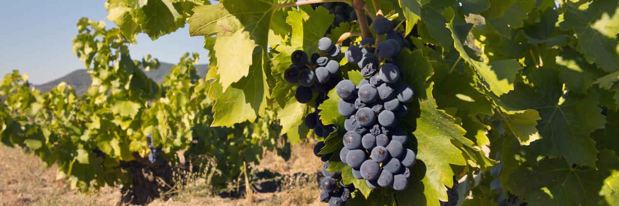 Viñedo en la Comunidad de Madrid