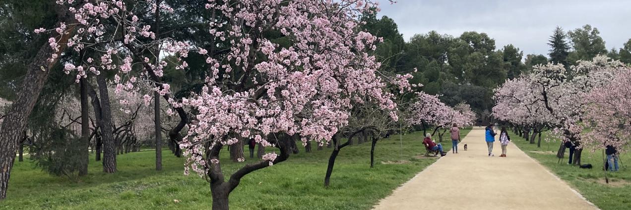 imagen de almendros en flor