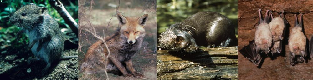 Composición de imágenes de distintos mamíferos del Parque Regional del Curso Medio del río Guadarrama y su entorno