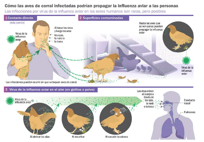 Gallinas infectadas gripe aviar