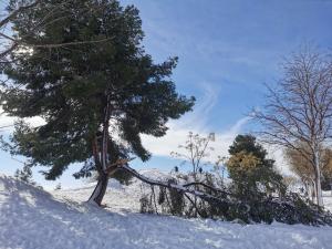 Árbol tronchado y paisaje nevado en la borrasca Filomena