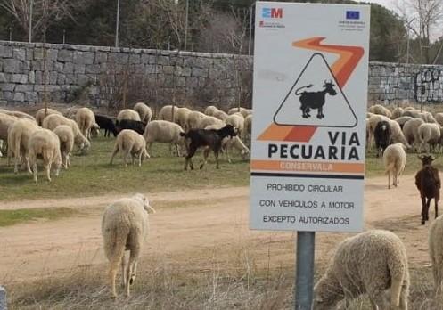 Vía pecuaria con ovejas