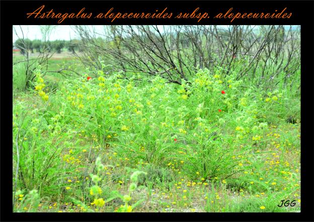 Astragalus alopecuroides