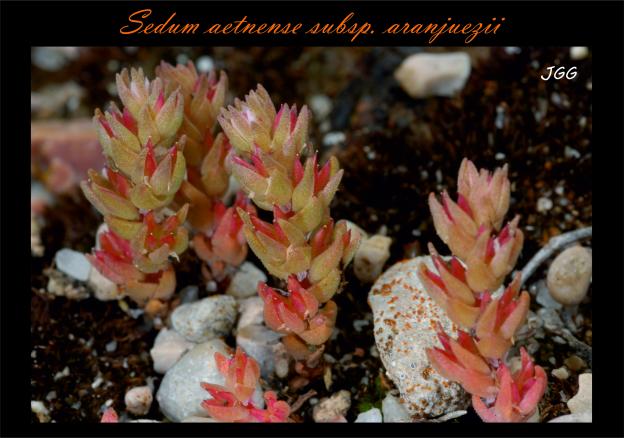 Sedum aetnense