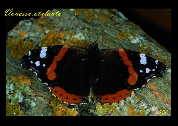 Vanessa atalanta