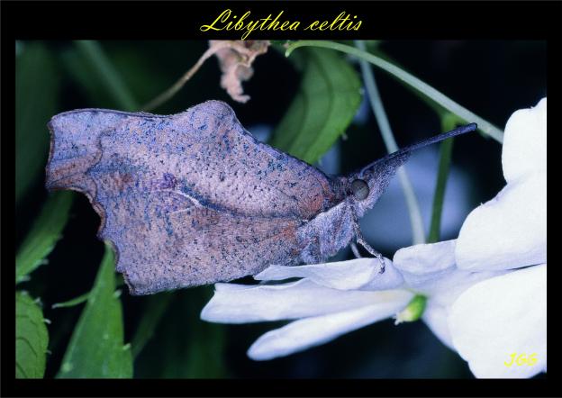 Lybithea celtis