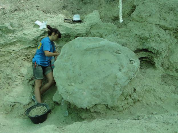 Imagen de tortuga gigante en el Batallón 3