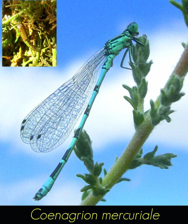 Coenagrion mercuriale