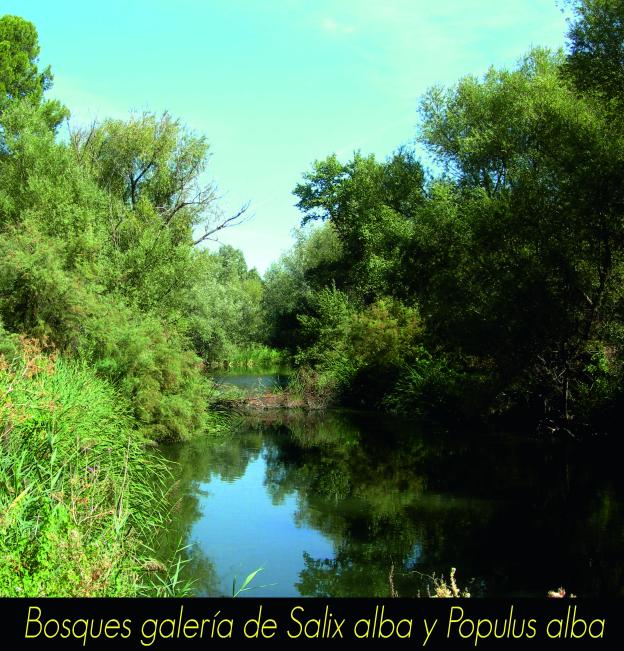 Bosques de galería de Salix alba y Populus alba
