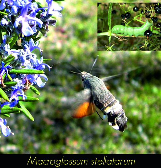 Macroglossum stellatarum