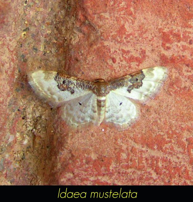 Idaea mustelata
