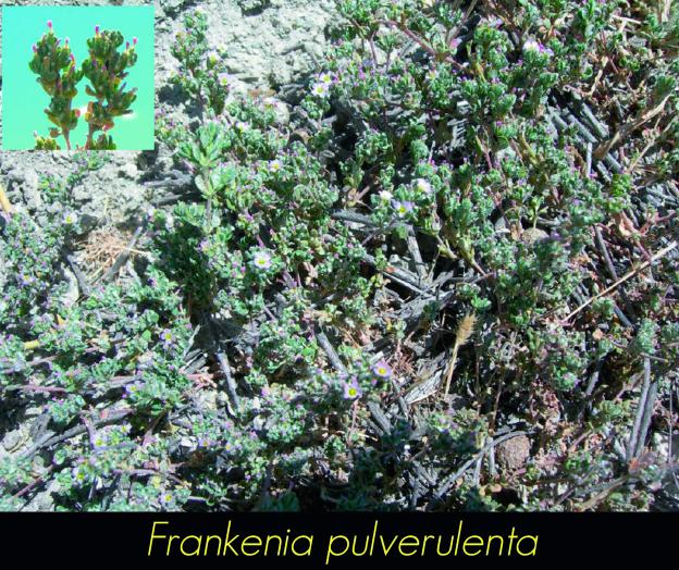 Frankenia pulverulenta