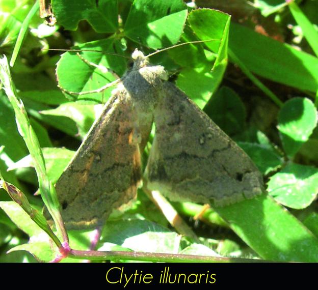 Clytie illunaris