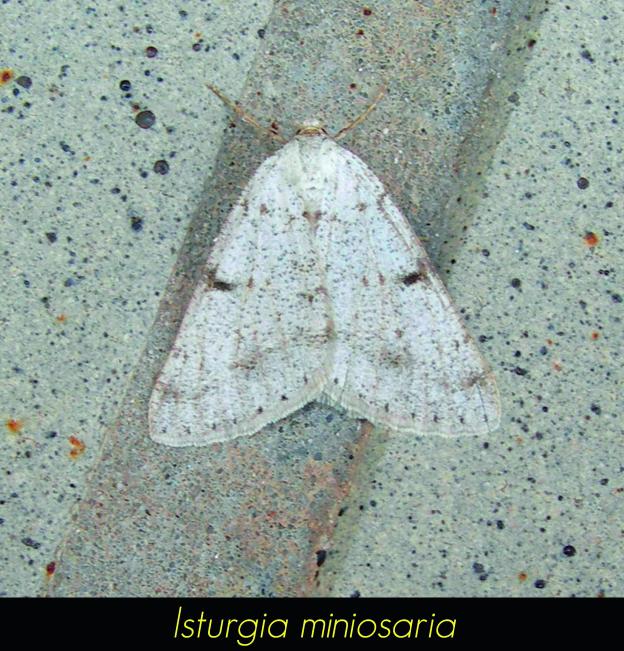 Isturgia miniosaria