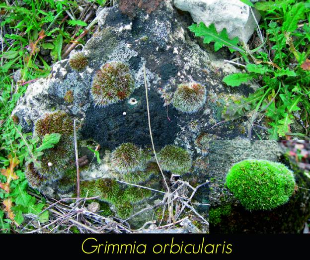 Grimmia orbicularis