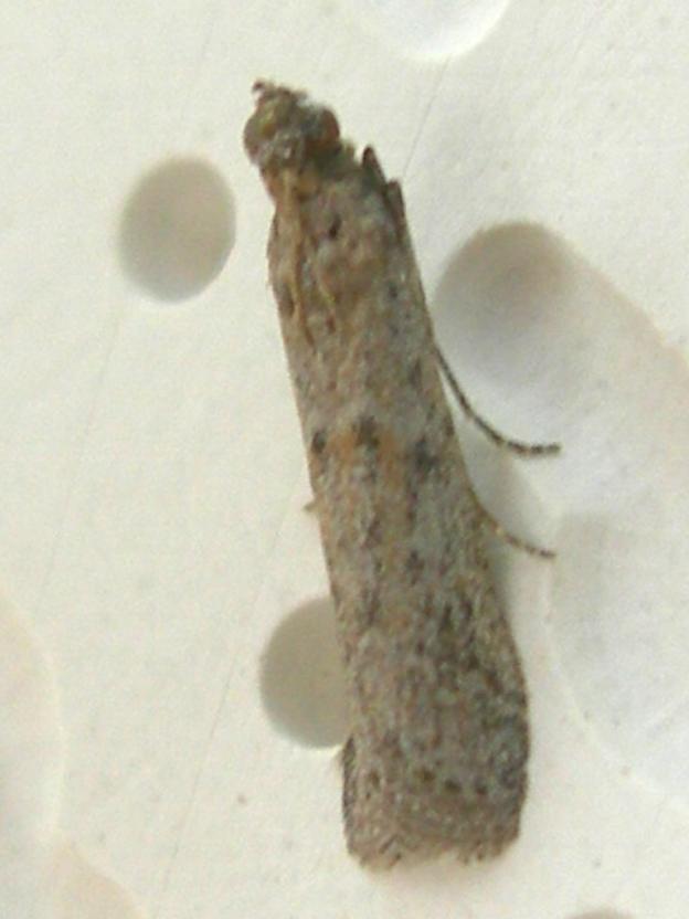 Mariposa mes de febrero 2026