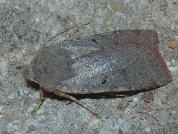 mariposa abril 26