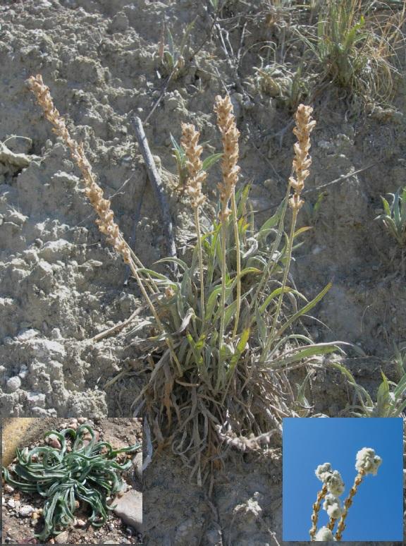 planta abril 26