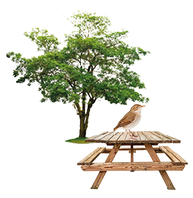 Imagen de gorrión sobre merendero y un árbol al fondo