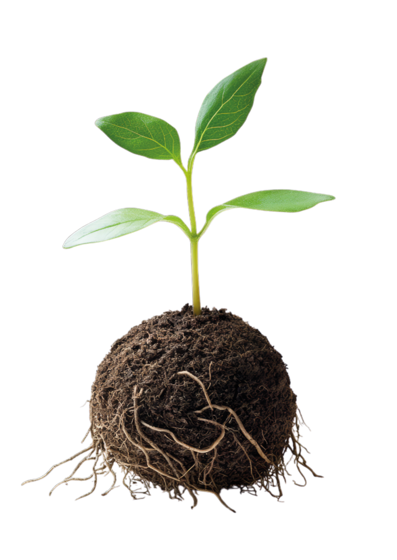 Imagen de planta con sustrato