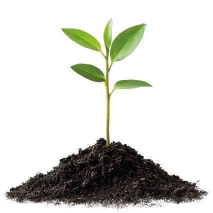 Imagen de planta creciendo sobre sustrato