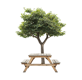 Imagen de mesa y bancos junto a árbol