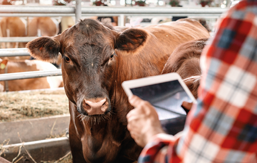 Imagen de vaca y ganadero con tablet