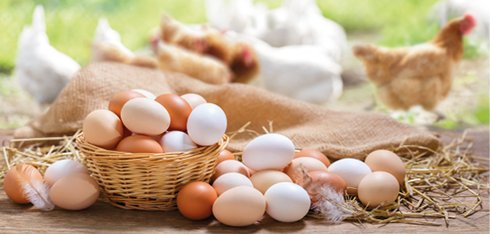 Huevos y gallinas