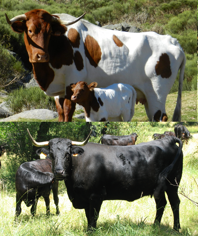 Ejemplares de razas Berrenda en colorado y Avileña negra ibérica
